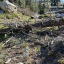 Blakely Trail - Trees across the trail
