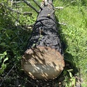 Lyons Trail- June 17, 2025:  log-out