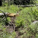 Red Peak Trail:  June 19, 2025