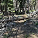 Lyons Trail Log-out:  July 14, 2025