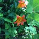 Lyon's Creek:  July 16, 2017