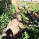 Lyons Creek Log-out #2:  August 1, 2017