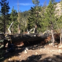 Lyon’s Creek Big Log... October 13, 2020