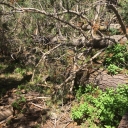 Red Peak Trail Re-con/ Log-out...June 8, 2021