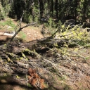 Red Peak Trail Log-out continues:  July 1, 2022