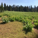 Highland Trail continuing log-out of 8 more trees to just beyond Wilderness boundary:  July 12, 2022