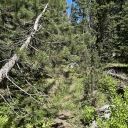 Red Peak Trail - July 13, 2023