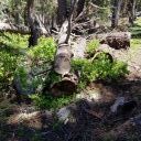 Red Peak Trail, June 10 2022