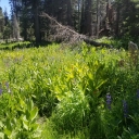 Red Peak Trail July 1 '22