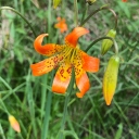 Meeks Creek Wildflowers