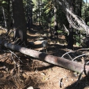 tree across TYT above hidden lake