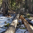 Meeks Creek Trees on Trail