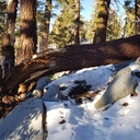 Bayview Trees on Trail and Sign Damaged