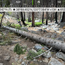Pyramid Creek Tree and Rattlesnake