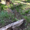Wire Removal Wrights Lake