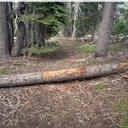 Trees on Old Corral and Wrights Northside Trail
