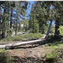 Trees on Rockbound Trail