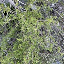What plant is this?