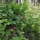Lake of the Woods Backcountry 6/30-7/3
