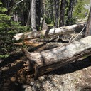 Tallac trail head to Cathedral lake fallen trees